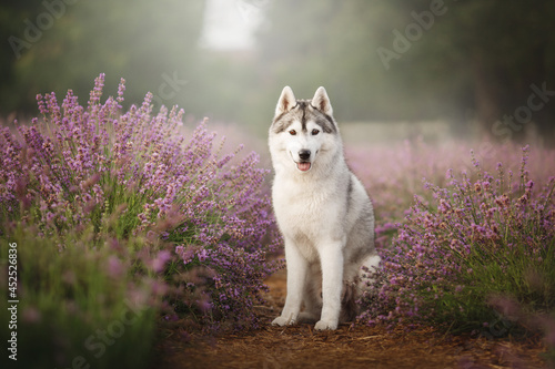siberian husky dog in sunrise lavender field photo