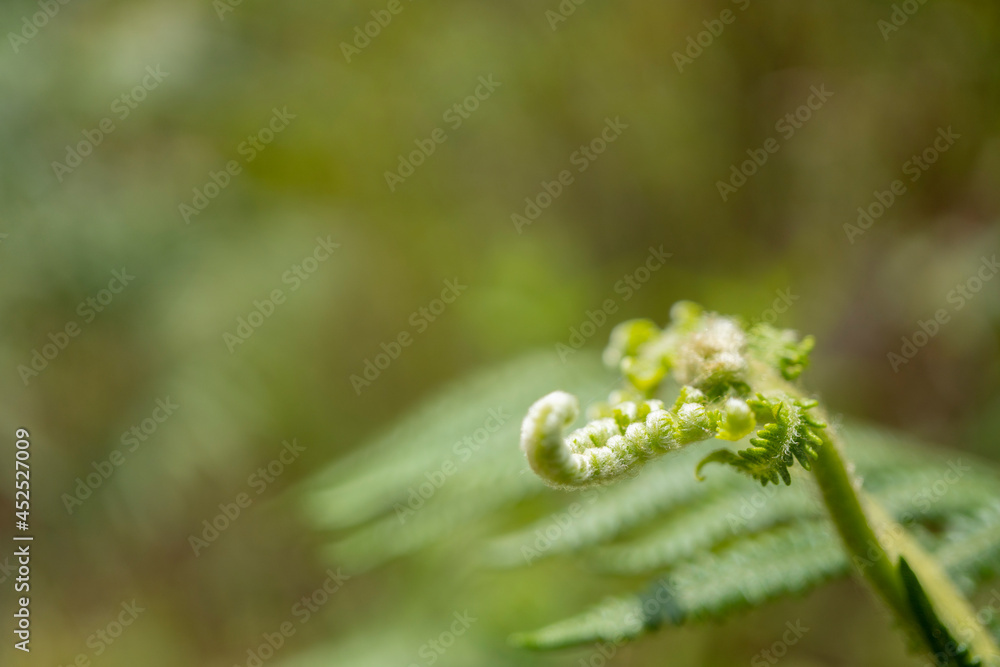 close up of fern leaf