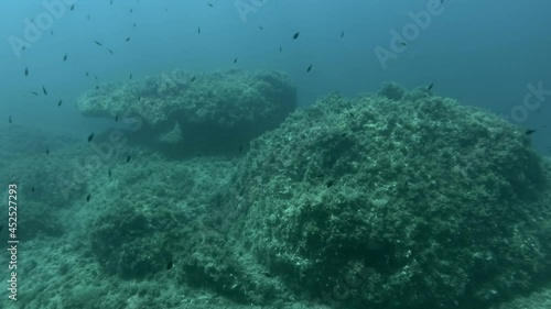 Mediterranean chromis fish (Chromis chromis) swims over rocky seabed covered withe Brown Seaweed (Cystoseira). Camera moving forwards to the reef. Mediterranean sea, Cyprus photo