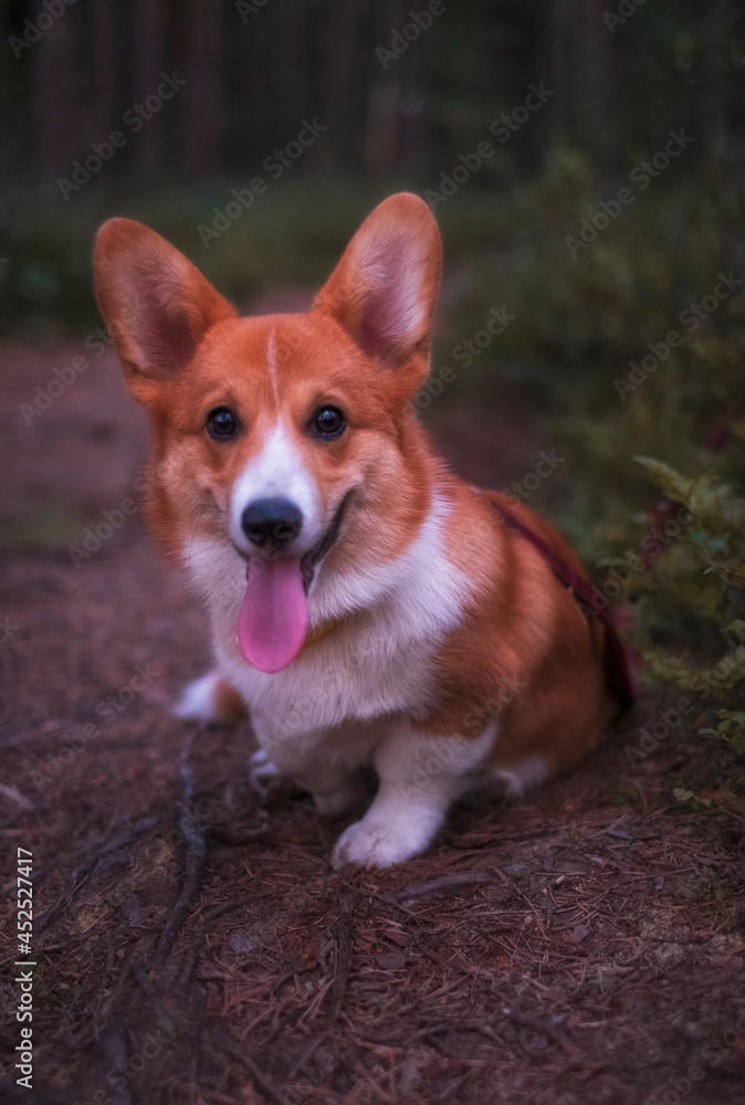 Portrait of a red-haired white welsh corgi pembroke puppy in the forest Portrait of a red-haired white welsh corgi pembroke puppy in the forest