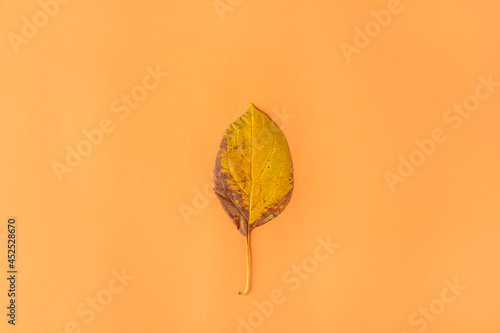 Autumn composition, layout from yellow dry leaves on orange background. Minimal, stylish, creative fall still life. Flat lay, copy space.