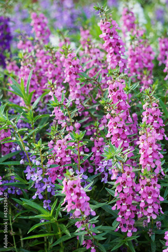 Naklejka premium 夏の公園に咲くアンゲロニア