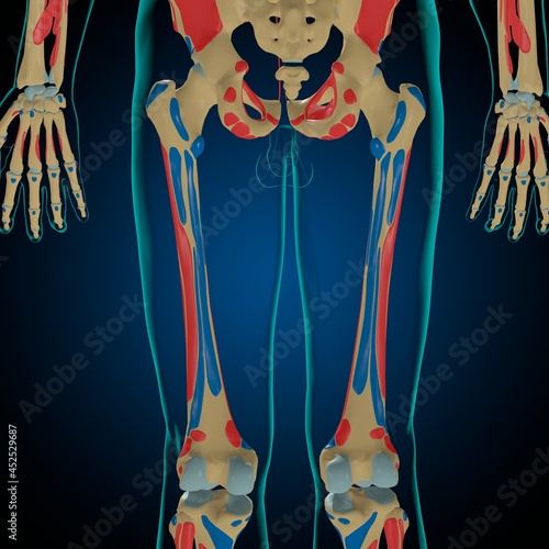 Skeleton with Muscle Origins and Insertions Anatomy For Medical Concept 3D