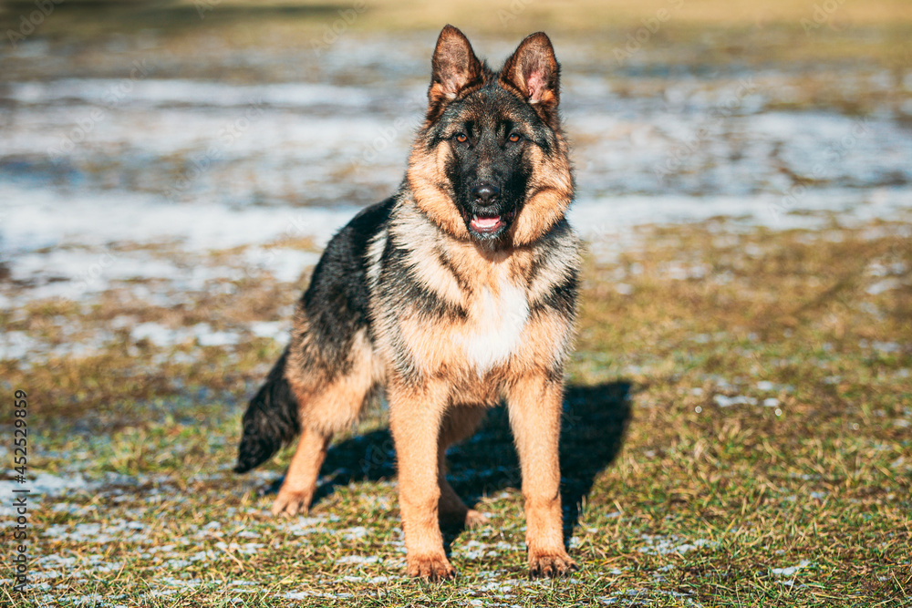 Beautiful Young German Shepherd Alsatian Wolf Dog Posing Outdoor Beautiful Young German Shepherd Alsatian Wolf Dog Posing Outdoor