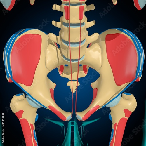 Skeleton with Muscle Origins and Insertions Anatomy For Medical Concept 3D