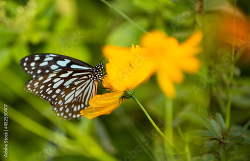 A blue-striped butterfly on a yellow flower eats pollen. Scientific name: Ideopsis vulgaris macrina (Fruhstorfer). © Teerapong