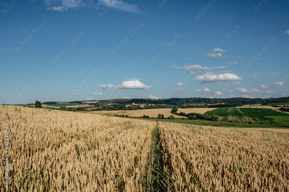 Fototapeta premium Idyllic summer landscape with grain field,meadows and typical Czech small village in background.Gold wheat field panorama,agricultural grain crops in harvest season,agronomy and farming rural scenery