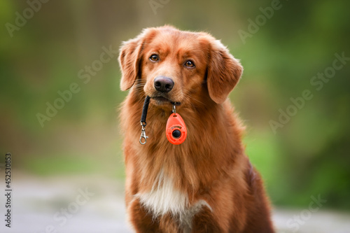 dog holding a clicker in mouth, positive dogs training tool
