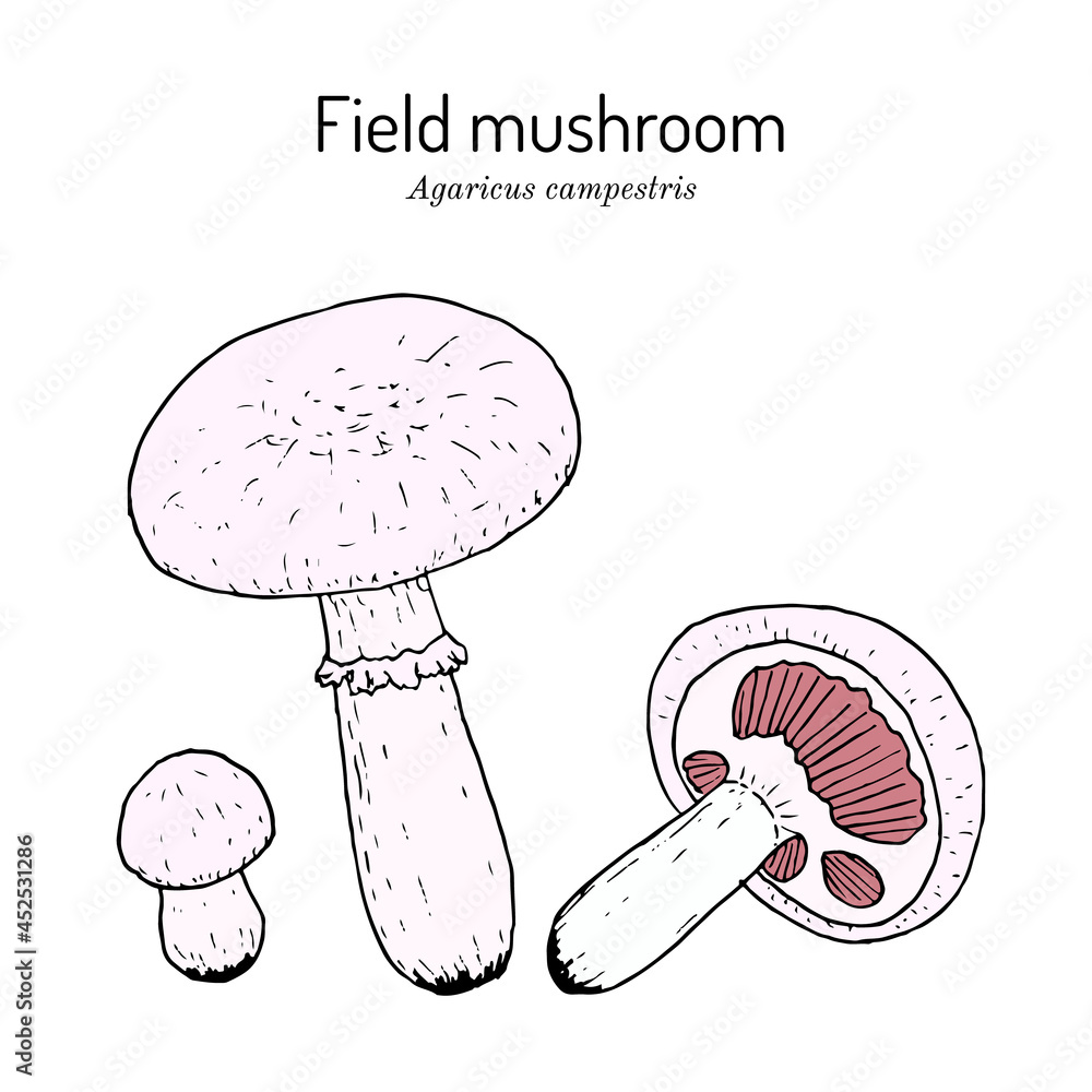 Meadow or field mushroom Agaricus campestris , edible and medicinal mushroom Meadow or field mushroom Agaricus campestris , edible and medicinal mushroom