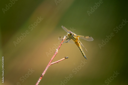 Wallpaper Mural Libellule Torontodigital.ca