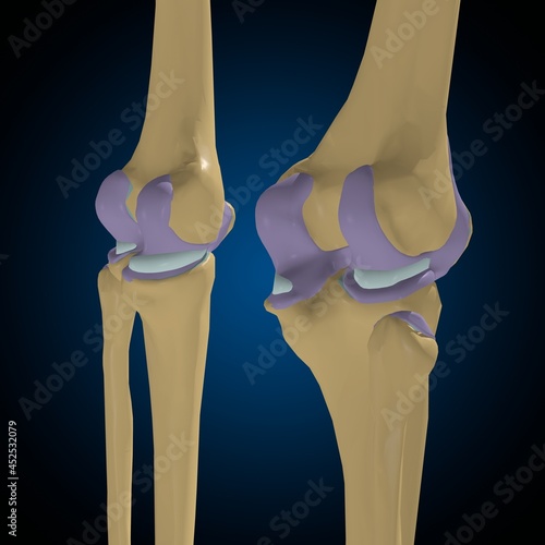 Articular capsule Anatomy For Medical Concept 3D photo