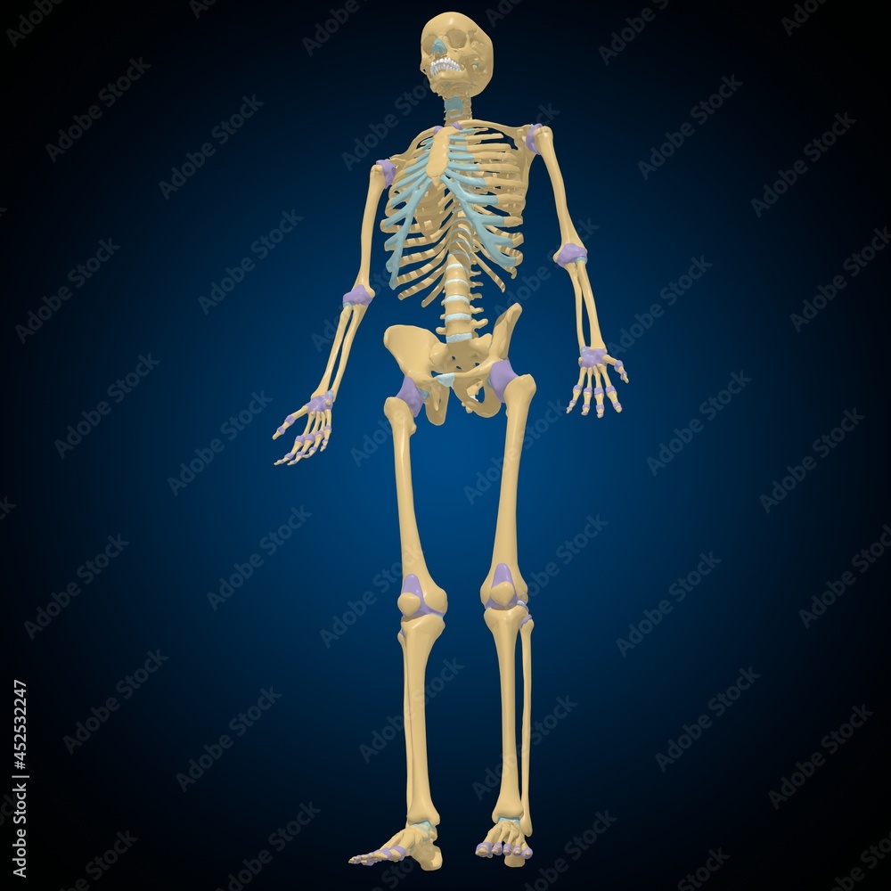 Articular capsule Anatomy For Medical Concept 3D Articular capsule Anatomy For Medical Concept 3D