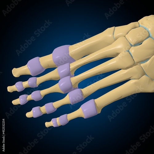 Articular capsule Anatomy For Medical Concept 3D photo