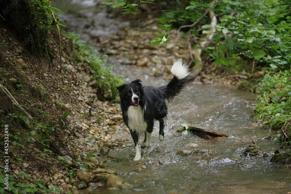 border collie wet border collie wet