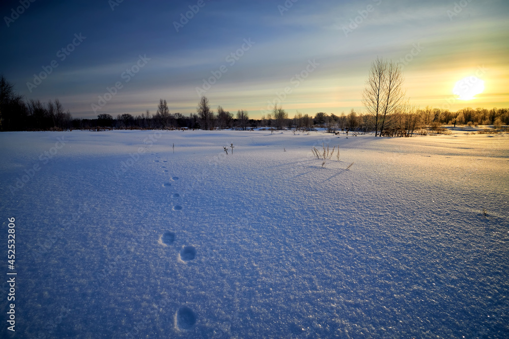 Traces of a wild animal in the snow on sunny morning. Traces of a wild animal in the snow on sunny morning.