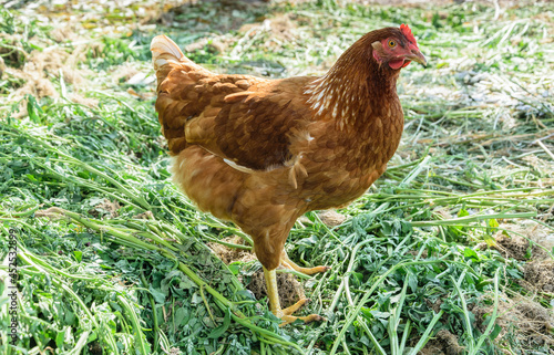 One brown chicken stands on the grass and looks, side view