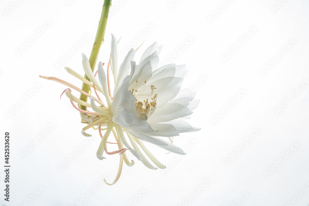 Fototapeta premium Epiphyllum 