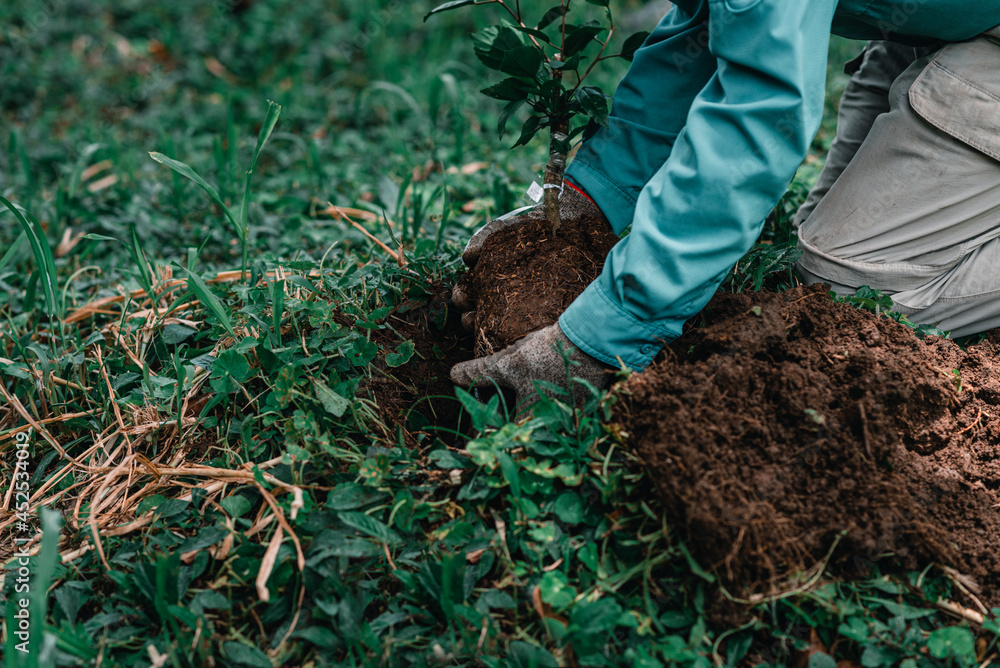 manos de una persona sembrando plantas para reforestar Stock Photo ...