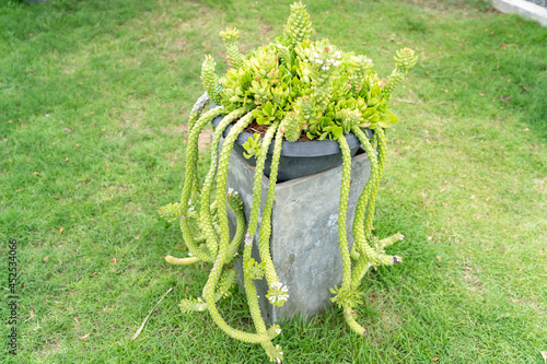 Monadenium. Ornamental Hemp cactus decorating in the garden. photo