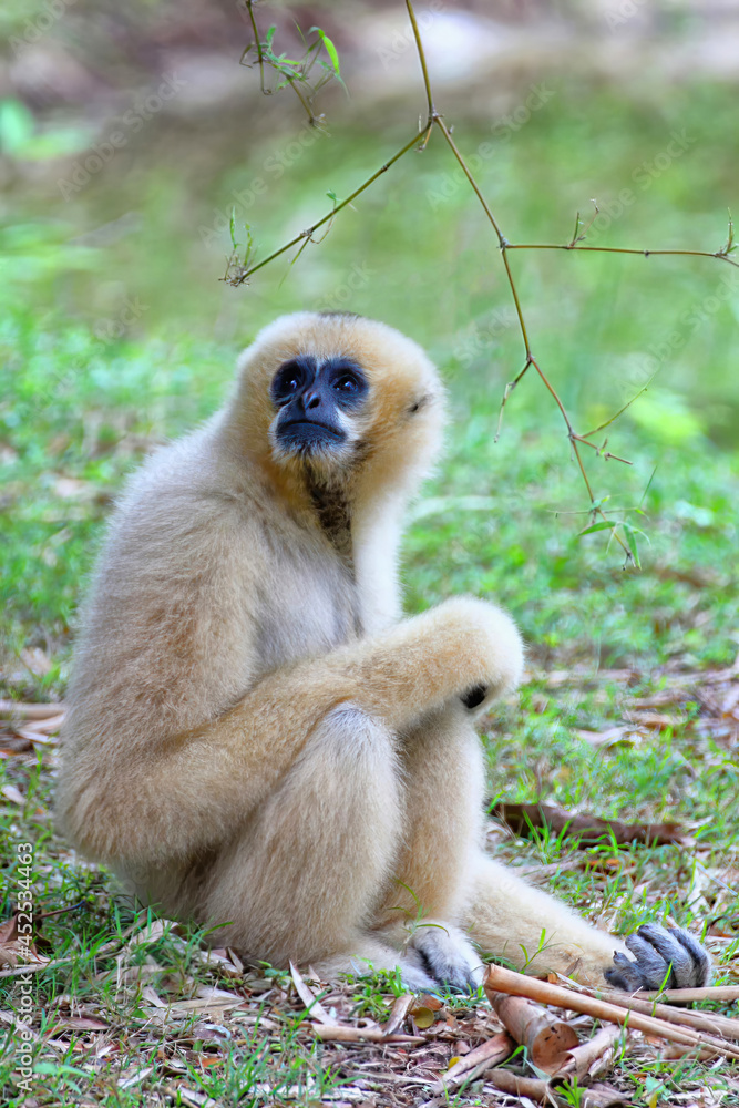 Naklejka premium The gibbon sat on the grassy ground, looking up.