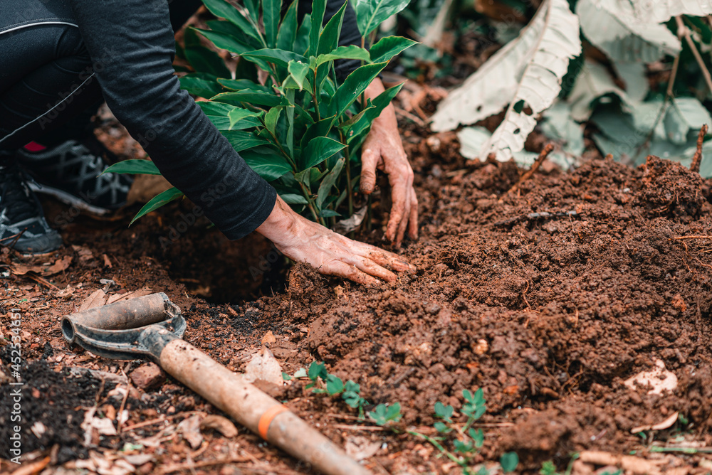Obraz premium manos de una persona sembrando plantas para reforestar 