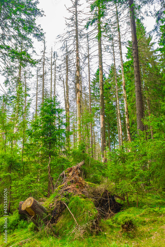 Forest with dead fir trees Brocken mountain peak Harz Germany Forest with dead fir trees Brocken mountain peak Harz Germany