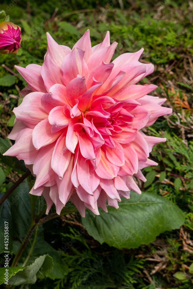 Obraz premium Large pink Dahlia flowering in a garden in Berrynarbor