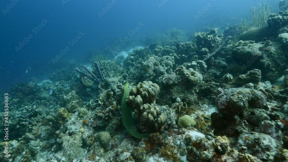 Seascape with Green Moray Eel in the coral reef of Caribbean Sea, Curacao Seascape with Green Moray Eel in the coral reef of Caribbean Sea, Curacao