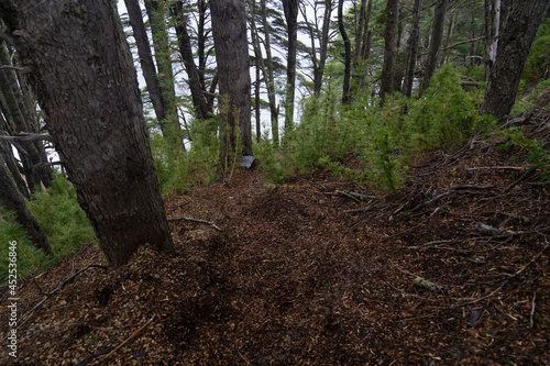 Hiking in the woods. Beautiful view of the empty dirt path along the mountain forest in Patagonia.  photo