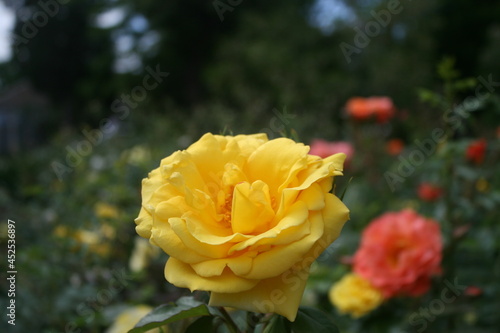 Yellow rose with other roses on the background