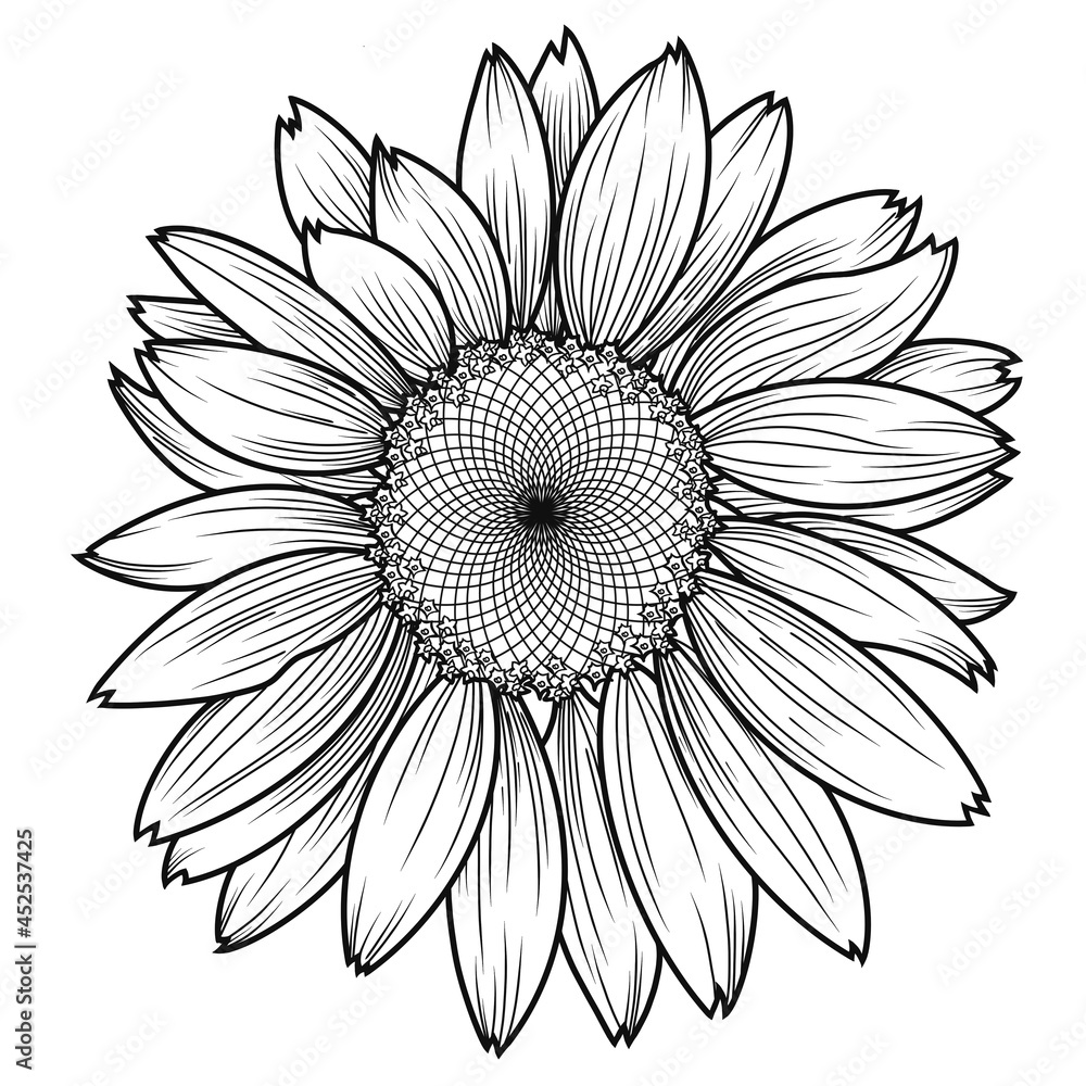A large monochrome sunflower flower A large monochrome sunflower flower