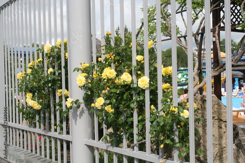 yellow roses behind the fence