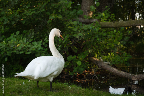 White swan near the lake