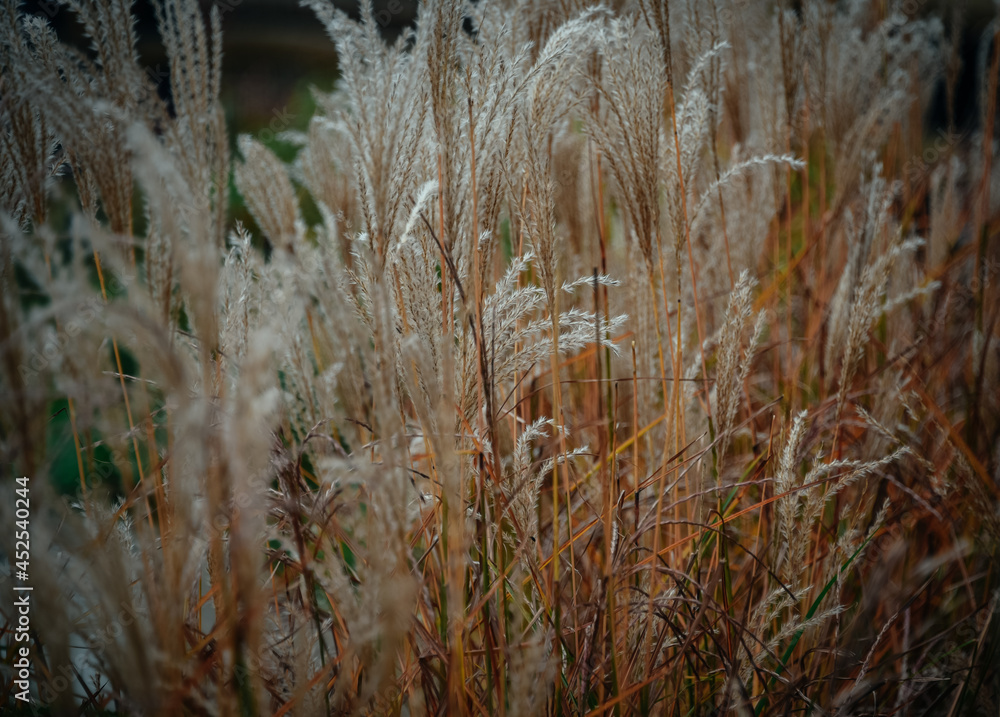 Obraz premium autumn grass close-up background for photo