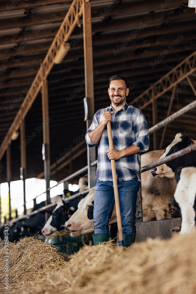 Adult man, helping the cows every day. Adult man, helping the cows every day.