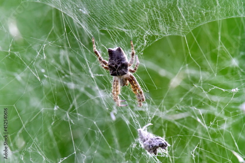 Spider in a web in the Intag Valley outside of Apuela, Ecuador photo