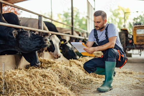 Canvas Print Adult man, paying attention to the one particular cow.