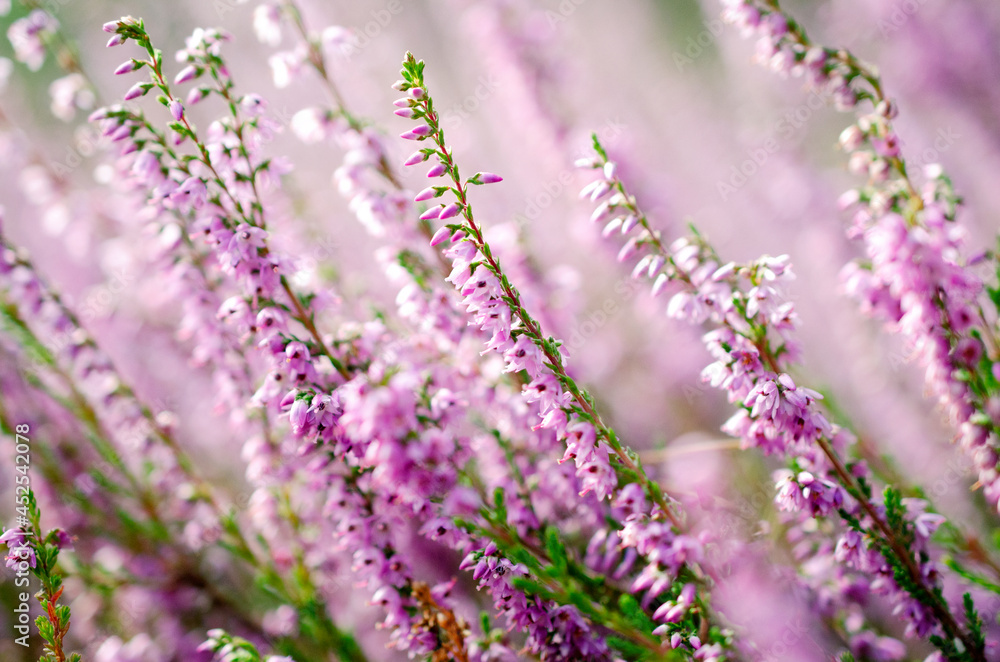 Fototapeta premium Blooming purple common heather, close-up. Calluna vulgaris. Flowers background. Vibrant pink heather blossoming outdoors. Purple heather flowers close up. Common heather, macro, background.