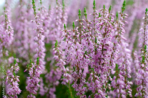 Blooming purple common heather  close-up. Calluna vulgaris. Flowers background. Vibrant pink heather blossoming outdoors. Purple heather flowers close up. Common heather  macro  background.