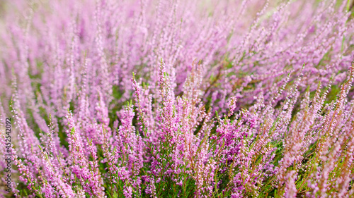 Blooming purple common heather  close-up. Calluna vulgaris. Flowers background. Vibrant pink heather blossoming outdoors. Purple heather flowers close up. Common heather  macro  background.