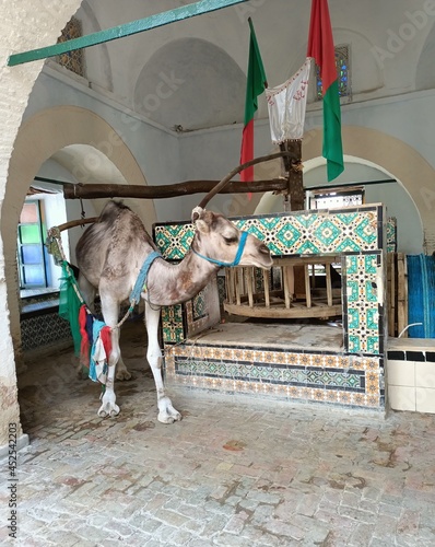 donkey in the city
