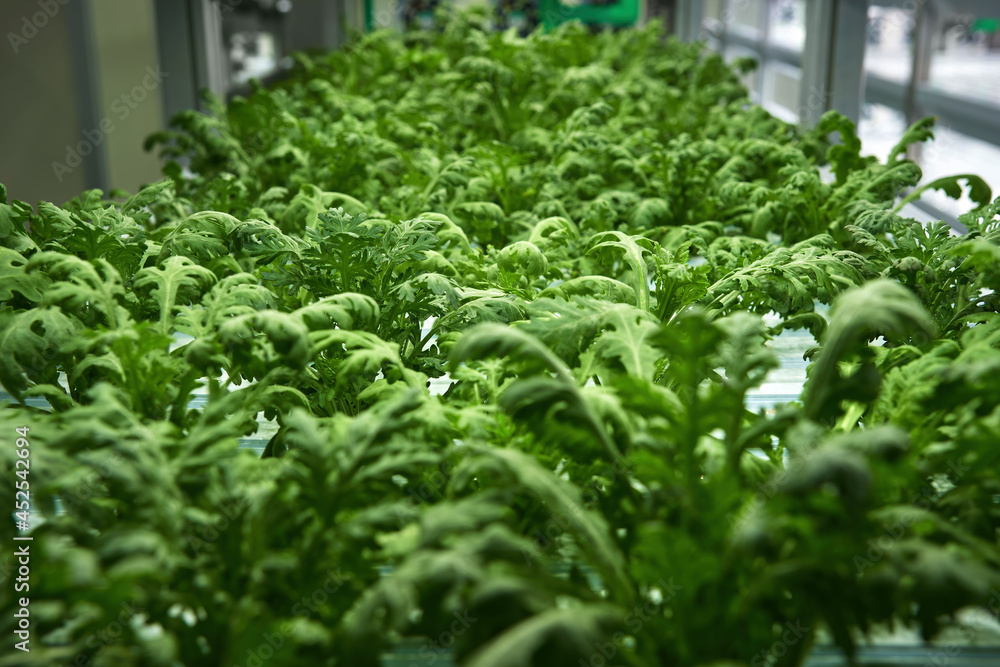 ้ัhydroponic farming of rucola salad tree agricultural field in in door gardening house with led lighting ้ัhydroponic farming of rucola salad tree agricultural field in in door gardening house with led lighting