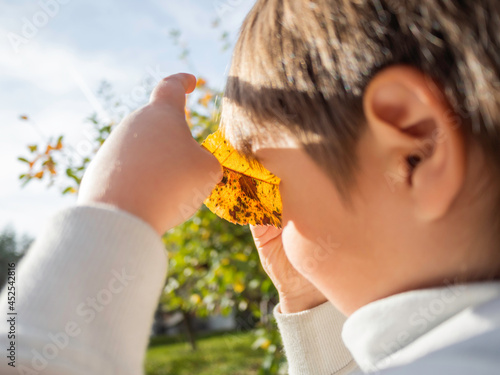 Little boy looks through fallen yellow leaf. Outdoor leaisure activity for children at sunny autumn day. Kid explores nature at fall season. photo