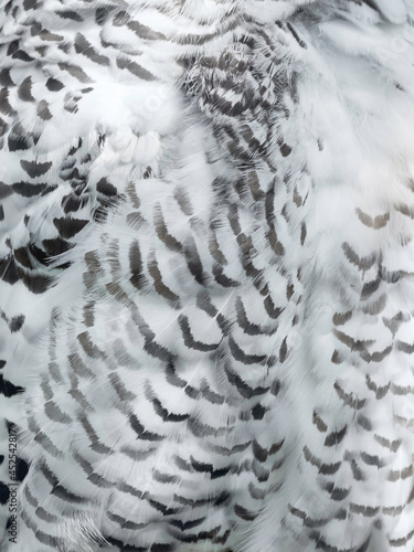 Close up photo of snowy owl feathers. Monochrome back of night bird in daylight. Nyctea Scandiaca.