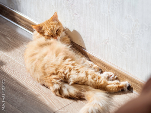 Obraz na plátně Cute ginger cat sleeps near wall at home