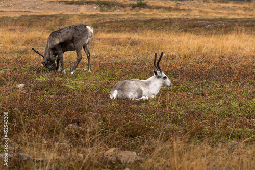 Reindeer in the wild Lapland