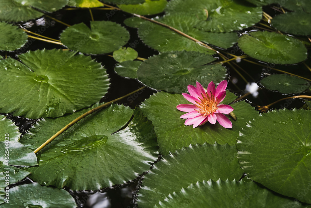 Pink water lily flower Nymphaea lotus on a dark water in the garden pond. Water plant. Pink water lily flower Nymphaea lotus on a dark water in the garden pond. Water plant.