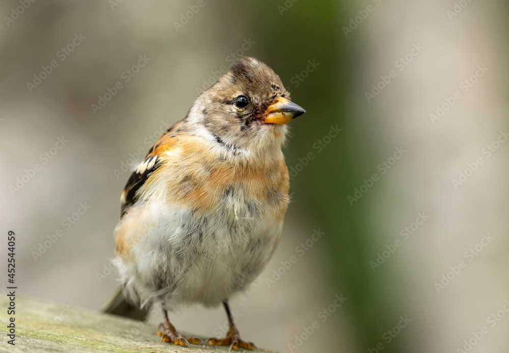 Colorful Brambling, Fringilla montifringilla standing on wooden surface Colorful Brambling, Fringilla montifringilla standing on wooden surface