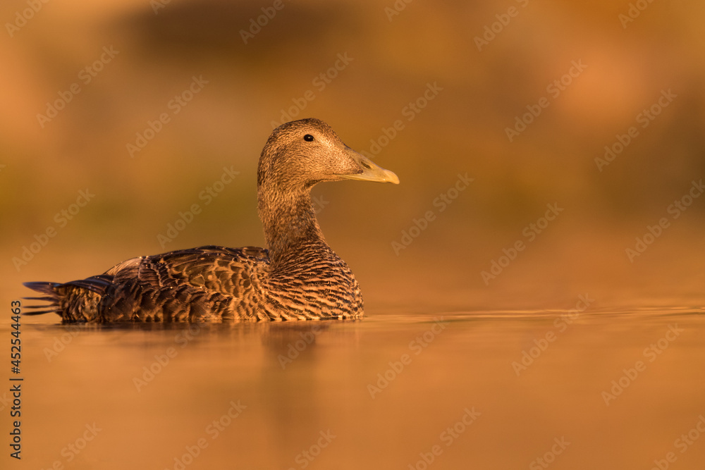 Eider Duck at sunrise Eider Duck at sunrise