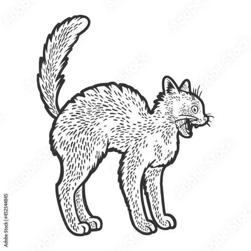 bristle reared scared cat sketch engraving vector illustration. T-shirt apparel print design. Scratch board imitation. Black and white hand drawn image.